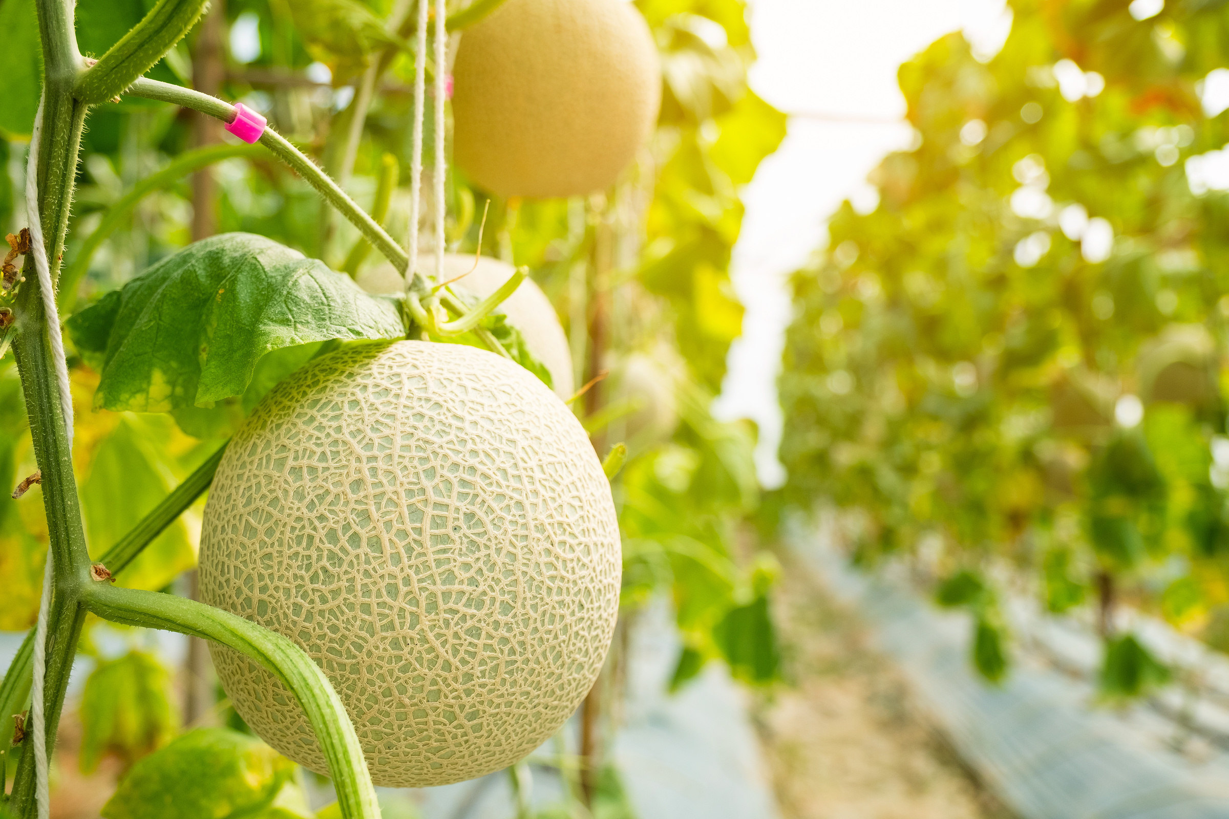 Fresh Melon or Cantaloup Melon Growing in Greenhouse Farm, Which